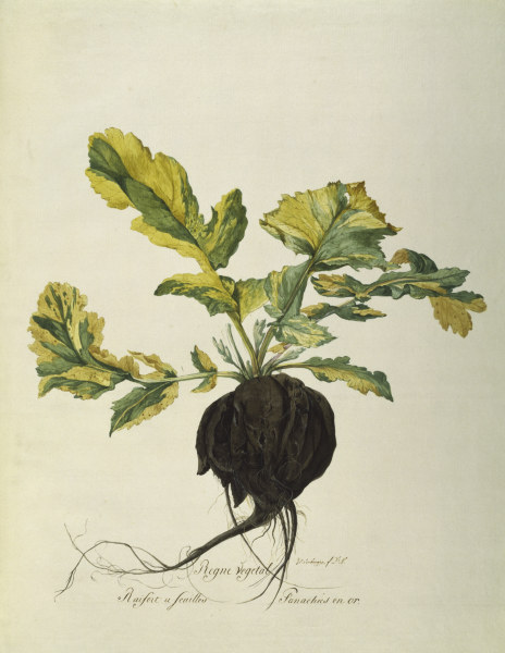 Horseradish, Règne Végétal / Gouache a 