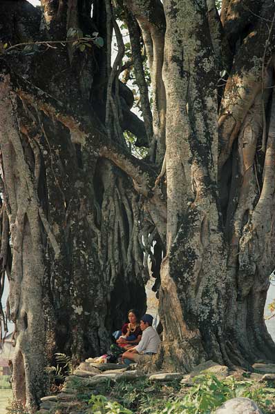 Huge pipal Ficus religiosa and banyan Ficus (photo)  a 