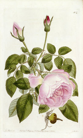 Illustration From The Botanical Register, Sydenham Teast Edwards 1769?-1819 & John Lindley 1799-1865 a 