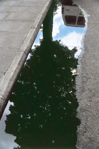 Inverted tree in roadside pool of water (photo)  a 
