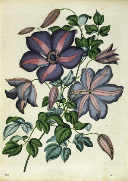 Italian Leather Flower / Lithograph a 