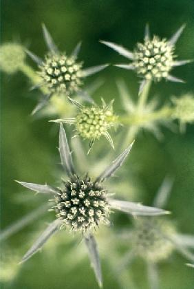 Kashmir Eryngo (Eryngium biebersteinianum) (photo) 