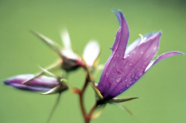 Large Bell Flower (Campanula latifolia) (photo)  a 