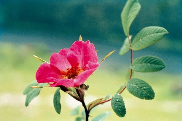 Large Leaved Rose (Rosa macrophylla) (photo)  a 