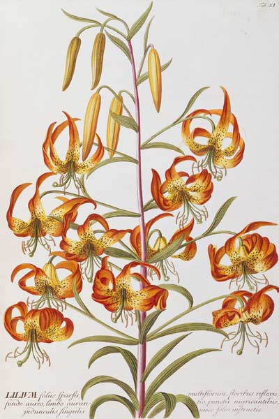 Lilium From ''Plantae Selectae'' a 