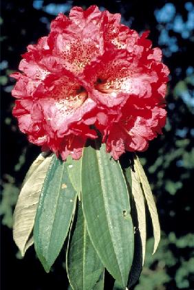 Lali Gurans (Tree Rhododendron arboreum) 