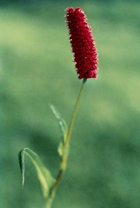 Large Leaved Knotweed (Bistorta macrophylla Polygonum macrophyllum) (photo) 