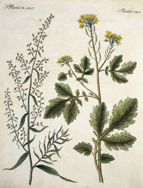 Mustard and Tarragon / Etching / 1796 a 