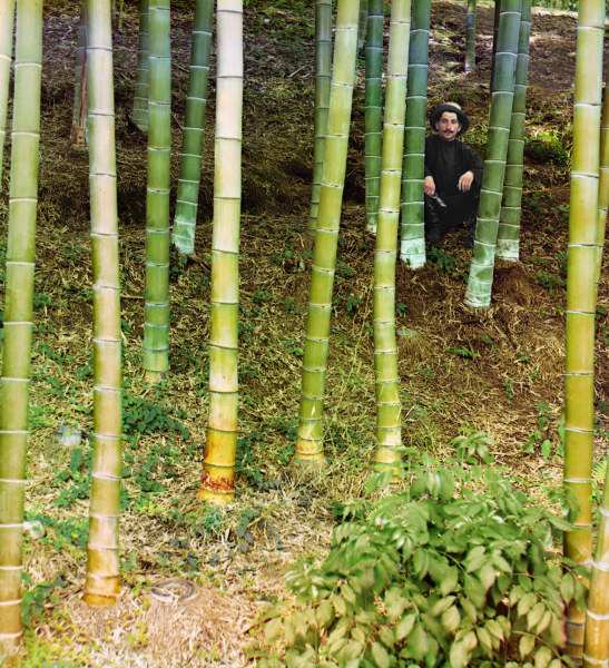 Man among Bamboo Trees / Photo a 