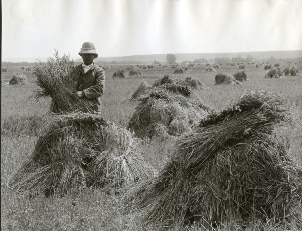 Man in wheat field / Oregon / Photo 1910 a 