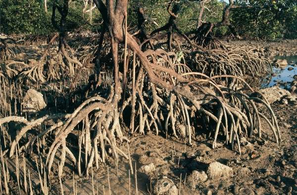Mangroves roots grow upwards (photo)  a 