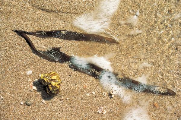 Marine algae and shell, Porbandar (photo)  a 