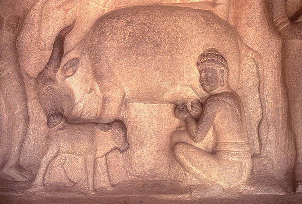 Milking the Cow, Krishnmandapam, 5th century (carved granite)  a 