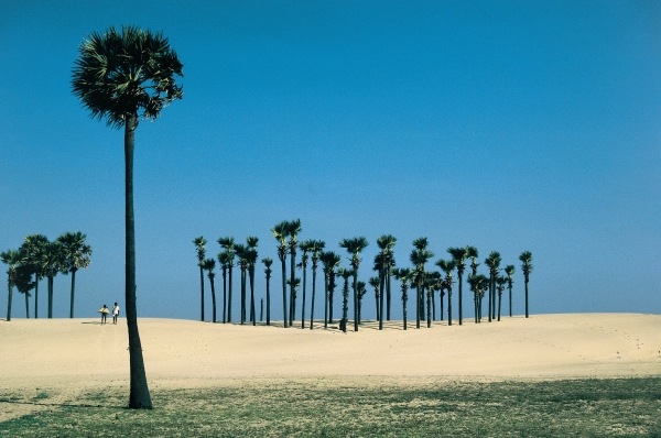 Most beautiful palm groves (photo)  a 
