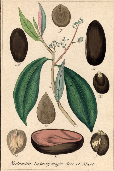 Nectandra / Copper engraving, C19th a 