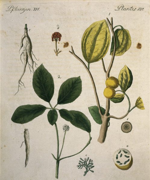 Nux Vomica and Ginseng / Bertuch 1792 a 