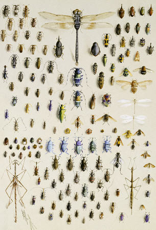 One Hundred And Fifty Insects, Dominated At The Top By A Large Dragonfly a 