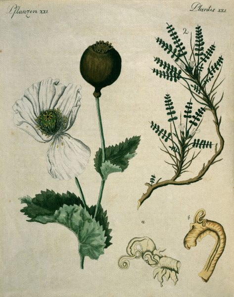 Opium Poppy and Astragalus / Bertuch a 