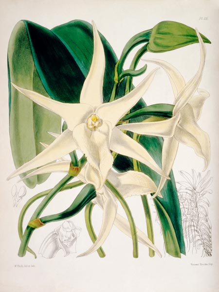 Orchid / W. H. Fitch, 1876 a 