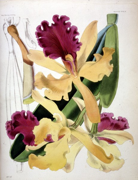 Orchids / W.H.Fitch / 1876 a 