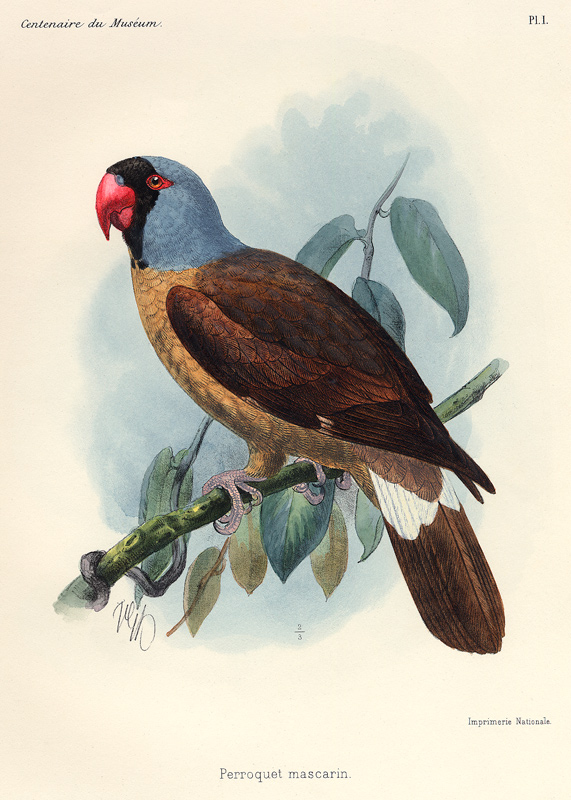 Perroquet mascarin. (Réunion-Sittich – Mascarinus mascarinus). a 