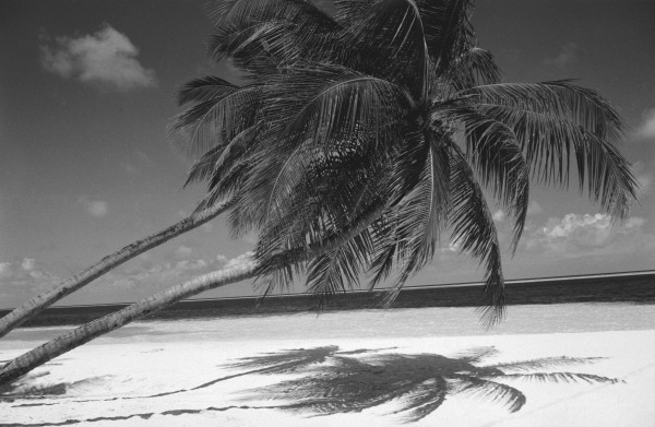 Palm tree shadow on sand (b/w photo)  a 