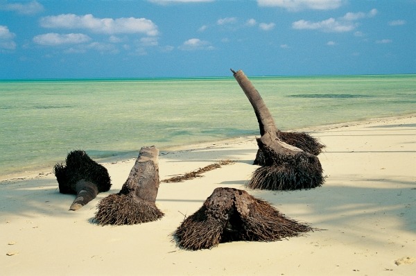 Palm trees trunk on sand, Bangaram (photo)  a 