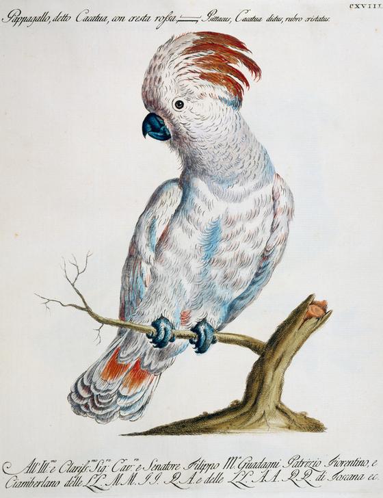 Parrot known as the Red-crested Cockatoo a 