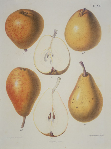 Pear / Colour lithograph a 