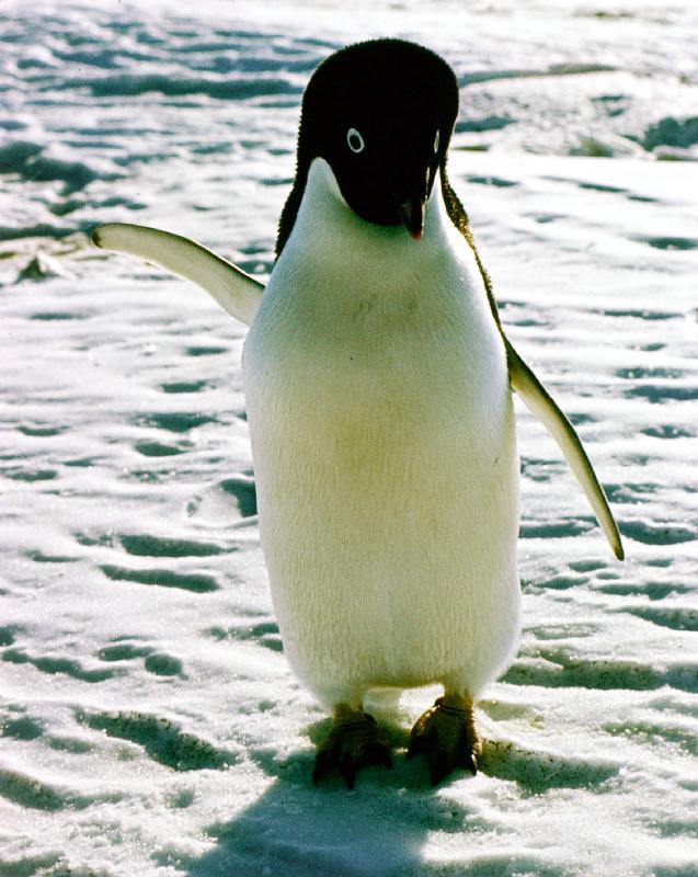 penguin on the ice floe a 