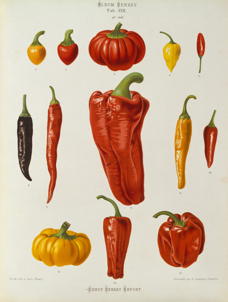 Pepper, Album Benary / Colour lithograph a 
