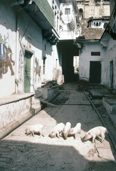 Pigs in painted street, Bundi (photo)  a 
