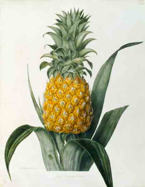 Pineapple / Lithograph after Hooker a 