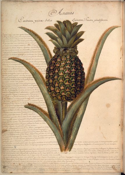 Pineapple / Plumier / Drawing / 1688 a 
