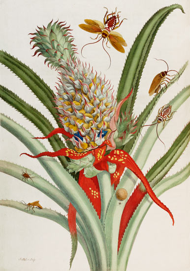 Pineapple (Ananas) With Surinam Insects a 