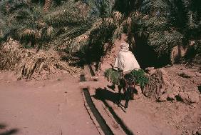 Palm grove of Timinoum (photo) 