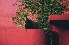 Plants on wall (photo) 