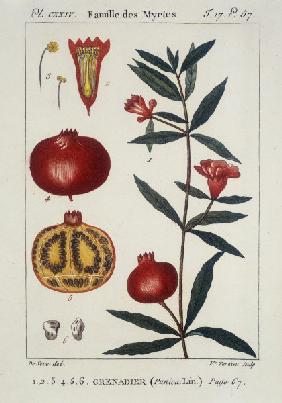 Pomegranate/Pomegranate Tree. Etching