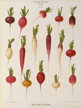 Radishes / Album Benary / Lithograph