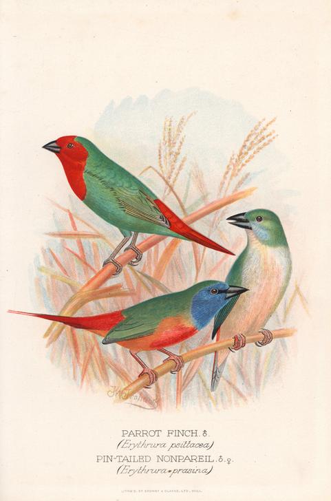 Red-throated parrot finch a 