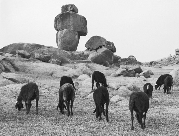 Rocks and sheep grazing (b/w photo)  a 