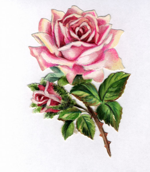 Rose sticker / 20th century a 