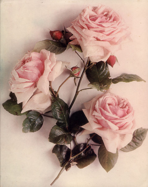 Roses / Photo c.1910 a 