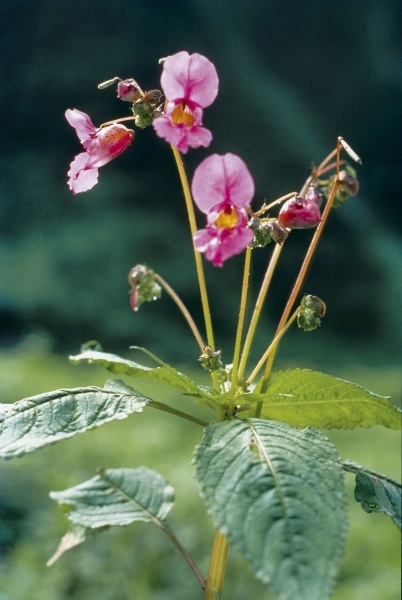 Royle''s Snapweed Balsam (Impatiens glandulifera) (photo)  a 