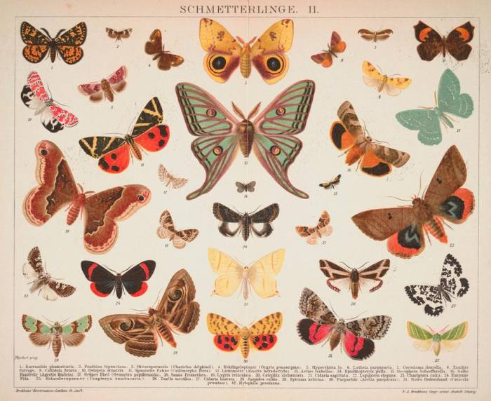 Schmetterlinge. II. a 