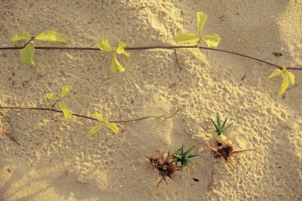 Sea creeper sesulium Trifoliatum and spinifax germinating on sand Mararikulam (photo)  a 