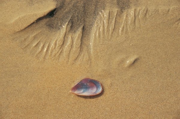 Seashell and sand pattern (photo)  a 