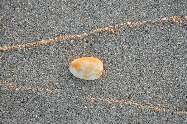 Shell with high tide mark of sand catching light of setting sun (photo)  a 
