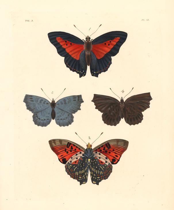 Shining red charaxes a 