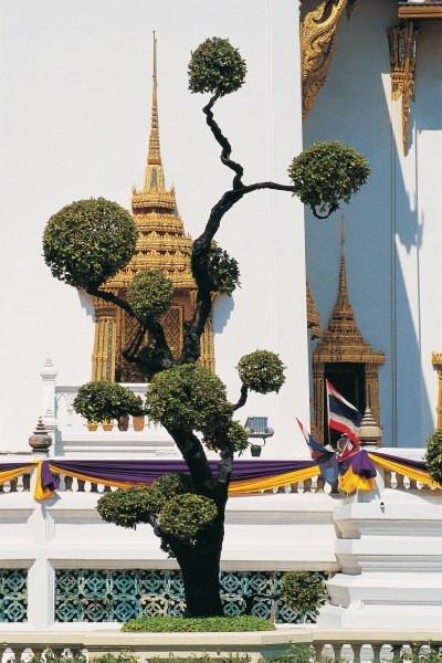 Small tree at Buddha temple (photo)  a 